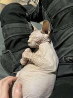 Sphynx zoekt een nieuw huisje, Dieren en Toebehoren, Katten en Kittens | Raskatten | Korthaar, Kater, Gechipt, 6 jaar of ouder