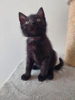nog 1 kitten beschikbaar!!, Dieren en Toebehoren, Katten en Kittens | Overige Katten