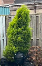 Gratis conifeer, Tuin en Terras, Planten | Bomen, Ophalen, Bloeit niet, Halfschaduw, Overige soorten