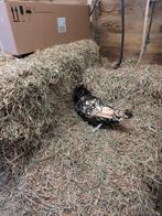 Padua krulveer en tolbunt, Dieren en Toebehoren, Meerdere dieren, Kip