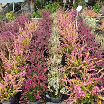  Calluna vulgaris (winterharde heide) vanaf 1,00 beschikbaar voor biedingen