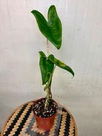 Alocasia Zebrina Variegata, Overige soorten, In pot, Minder dan 100 cm, Groene kamerplant