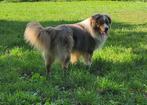 Gekeurde mini american shepherd ter dekking, België, Fokker | Hobbymatig, Rabiës (hondsdolheid), Reu