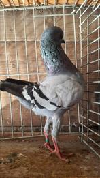 Duitse modena, Dieren en Toebehoren, Mannelijk, Overige soorten