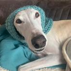 Gehaakte snood-halswarmer-colsjaal-halsband saliegroen XL, Dieren en Toebehoren, Ophalen of Verzenden, Nieuw, Hondensjaal