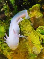 axolotl, Dieren en Toebehoren, Reptielen en Amfibieën, Amfibie, 0 tot 2 jaar