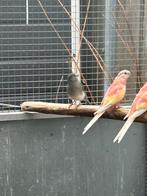 Div vogels, Dieren en Toebehoren, Meerdere dieren, Tropenvogel