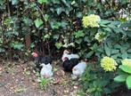 Cochin krieltjes, Dieren en Toebehoren, Pluimvee, Meerdere dieren, Kip