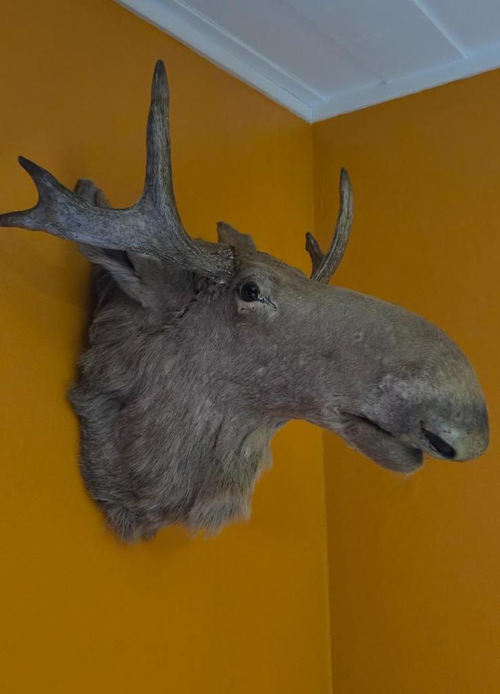 Unieke antieke elandenkop uit Zweden, Verzamelen, Dierenverzamelingen, Opgezet dier, Wild dier, Ophalen