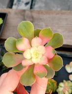 Aeonium stekken - België, Huis en Inrichting, Kamerplanten, Ophalen of Verzenden, Halfschaduw, Minder dan 100 cm