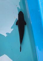 4 koi, magoi 2x, doitsu ochiba en matsukawabake, Dieren en Toebehoren, Vissen | Vijvervissen, Karper of Koi