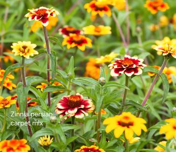 Zinnia persian carpet mix zaden en meer beschikbaar voor biedingen