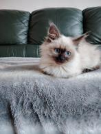 Nog 1lieve ragdoll katertje, Dieren en Toebehoren, Katten en Kittens | Raskatten | Langhaar, Kater
