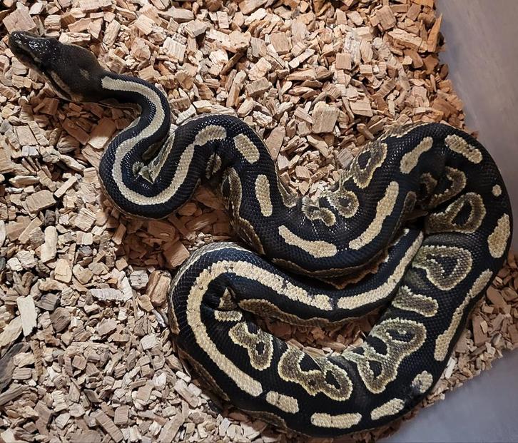 Koningspython,ballpython