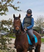 10jarige ruin. 170cm Bomproof met een hart van goud, Dieren en Toebehoren, Paarden, Gechipt, Ruin, L, 7 tot 10 jaar