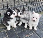 Lieve Pomsky Pups (F3) Zoeken Liefdevol Thuis, Dieren en Toebehoren, Honden | Poolhonden, Keeshonden en Oertypen, Rabiës (hondsdolheid)