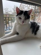 2 lieve katers te koop – Aslan & Sushi (8 maanden oud), Dieren en Toebehoren, Kater, 0 tot 2 jaar