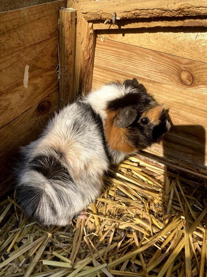 Lieve cavia (beer) te koop - raszuivere borstel, Dieren en Toebehoren, Knaagdieren, Mannelijk, Cavia, Juni
