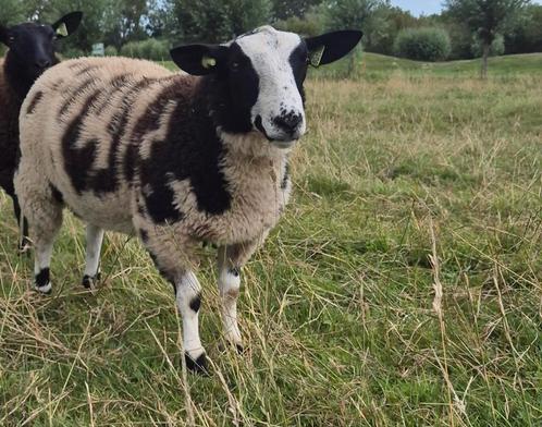Bonte ram, Dieren en Toebehoren, Schapen, Geiten en Varkens, Schaap, Mannelijk, 0 tot 2 jaar