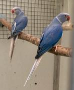 Halsbandparkieten Violet Bleekstaarten halsband parkiet, Meerdere dieren, Parkiet, Geringd