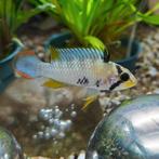 Apistogramma pandourini, Dieren en Toebehoren, Vissen | Aquariumvissen, Vis