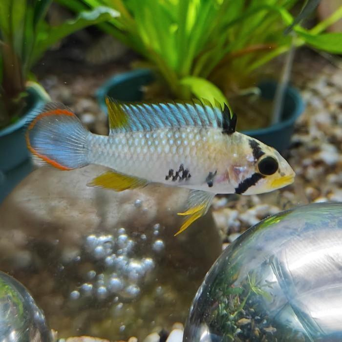 Apistogramma pandourini, Dieren en Toebehoren, Vissen | Aquariumvissen, Vis