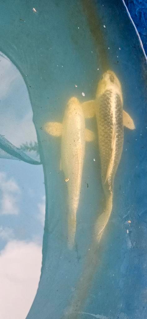 3 koi karpers, Dieren en Toebehoren, Vissen | Vijvervissen, Karper of Koi
