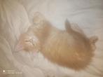 Russische Maine Coon kittens, Dieren en Toebehoren, Katten en Kittens | Raskatten | Langhaar, Poes, Gechipt, 0 tot 2 jaar