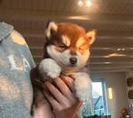 Prachtige kleine Pomsky pups, Dieren en Toebehoren, Honden | Poolhonden, Keeshonden en Oertypen, CDV (hondenziekte), 8 tot 15 weken