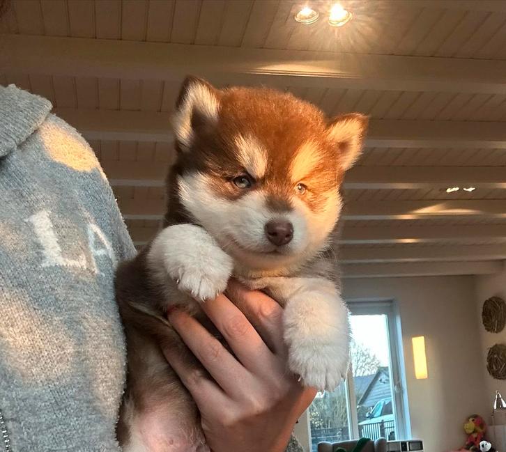 Prachtige kleine Pomsky pups, Dieren en Toebehoren, Honden | Poolhonden, Keeshonden en Oertypen, Meerdere dieren, Poolhond, Particulier