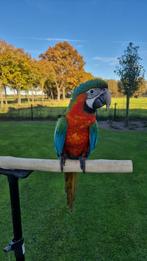 Harlekijn ara, Dieren en Toebehoren, Vrouwelijk, Papegaai, Pratend