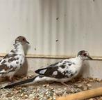 Koppels bonte diamantduifjes, Dieren en Toebehoren, Meerdere dieren