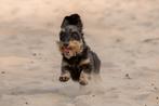 Dekreu dwergteckel ruwharig Black and Tan met stamboom, CDV (hondenziekte), Particulier, 3 tot 5 jaar, Reu