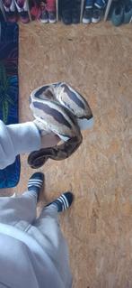 Ball python, Dieren en Toebehoren, Slang