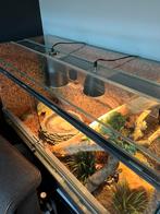 Zeer compleet terrarium in zeer goede staat.Afm 120/50/60, Dieren en Toebehoren, Ophalen, Zo goed als nieuw, Terrarium of Paludarium