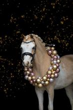 Zo uit een sprookjesboek geslopen 7 jarige welsh A merrie, Merrie, B, A pony (tot 1.17m), 7 tot 10 jaar