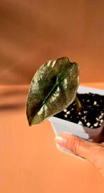 Alocasia amazonica ‘Polly’ variegata - babyplant, Ophalen of Verzenden, Overige soorten, Minder dan 100 cm