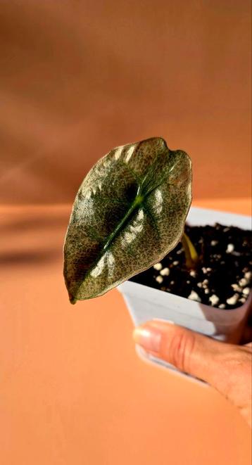 Alocasia amazonica ‘Polly’ variegata - babyplant beschikbaar voor biedingen