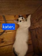 Deze poezenkindjes zoeken een huisje, Dieren en Toebehoren, Meerdere dieren