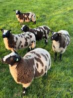 Koppel bonte rammen, Dieren en Toebehoren, Schapen, Geiten en Varkens, Mannelijk, Schaap