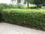 Fargesia Rufa, niet woekerende bamboe!!!, Ophalen, Bamboe, Haag, 250 cm of meer