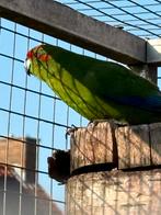 Kakariki man, Dieren en Toebehoren, Vogels | Parkieten en Papegaaien, Mannelijk, Parkiet