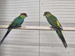 Redcap parkieten, Dieren en Toebehoren, Vogels | Parkieten en Papegaaien, Meerdere dieren, Parkiet
