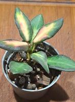 Hoya Burtoniae, Huis en Inrichting, Kamerplanten, Overige soorten, Minder dan 100 cm, Bloeiende kamerplant, Halfschaduw