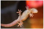 Jonge rouwgekko (Lepidodactylus lugubris), Hagedis, 0 tot 2 jaar