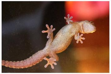 Jonge rouwgekko (Lepidodactylus lugubris) beschikbaar voor biedingen