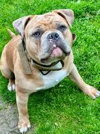 American pocket bully, Dieren en Toebehoren, Honden | Bulldogs, Pinschers en Molossers, België, Particulier, 1 tot 2 jaar, CDV (hondenziekte)