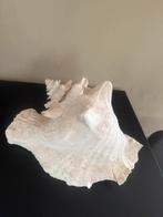 Grote schelp, Verzamelen, Ophalen of Verzenden, Schelp(en)