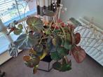 GROTE BLADBEGONIA, Ophalen, Overige soorten, Halfschaduw, In pot