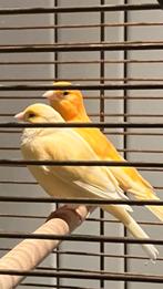 Te koop een kanarie koppel, Dieren en Toebehoren, Vogels | Kanaries, Mannelijk, Kleurkanarie